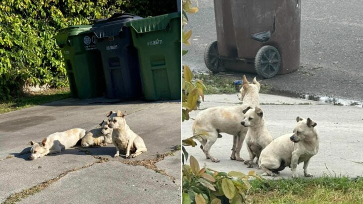 Three Abandoned Puppies Stuck Together Through All Hardships Until They Met an Amazing Person