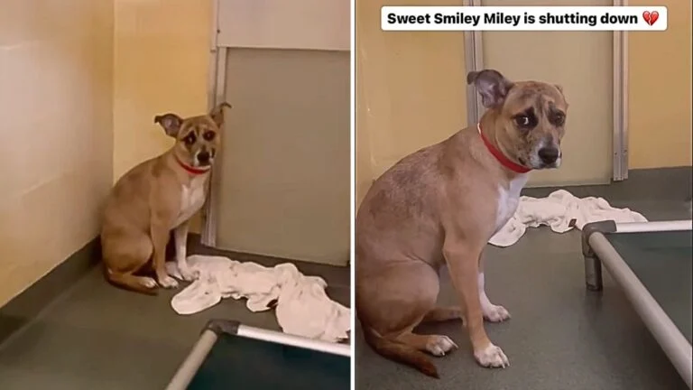 Sweetest Dog Ever Devastated After Being Returned to Shelter for Having ‘Puppy Energy’