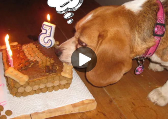 A Beagle’s Grand Five-Year Celebration: Honoring a Pawsome Milestone