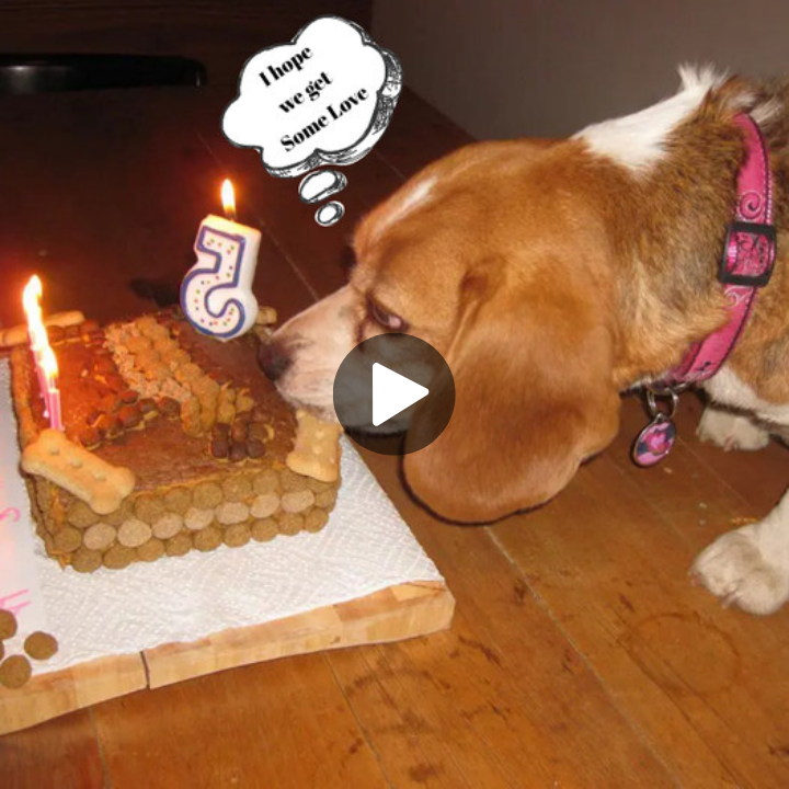 A Beagle’s Grand Five-Year Celebration: Honoring a Pawsome Milestone