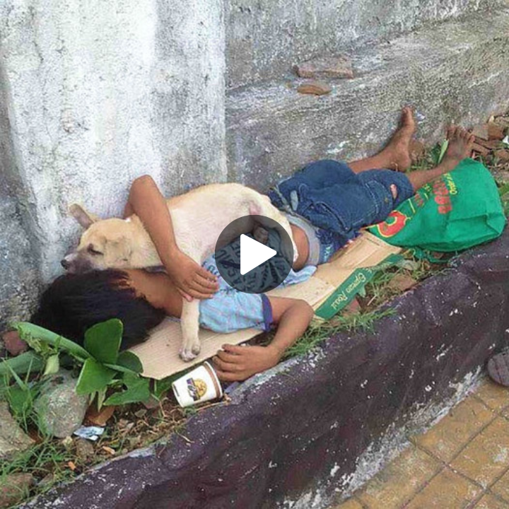 Heartwarming Stories: Abandoned Boy Discovers Unconditional Love in the Embrace of a Loyal Dog