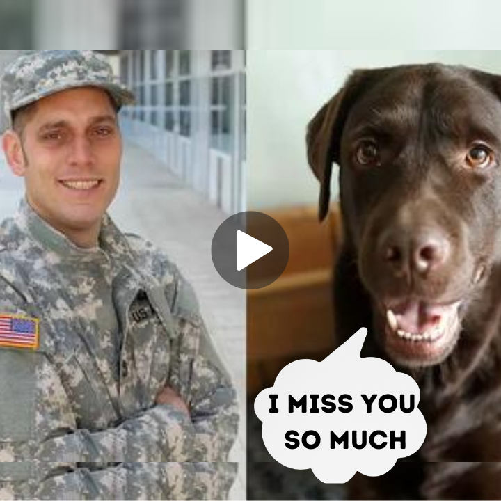 Heartbroken Army Veteran Separated from K9 Reunites After 2 Years