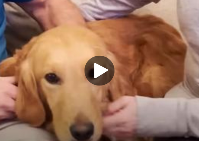 A Neglected Golden Retriever, Locked Up in a Yard for 8 Years, Finally Discovers True Love