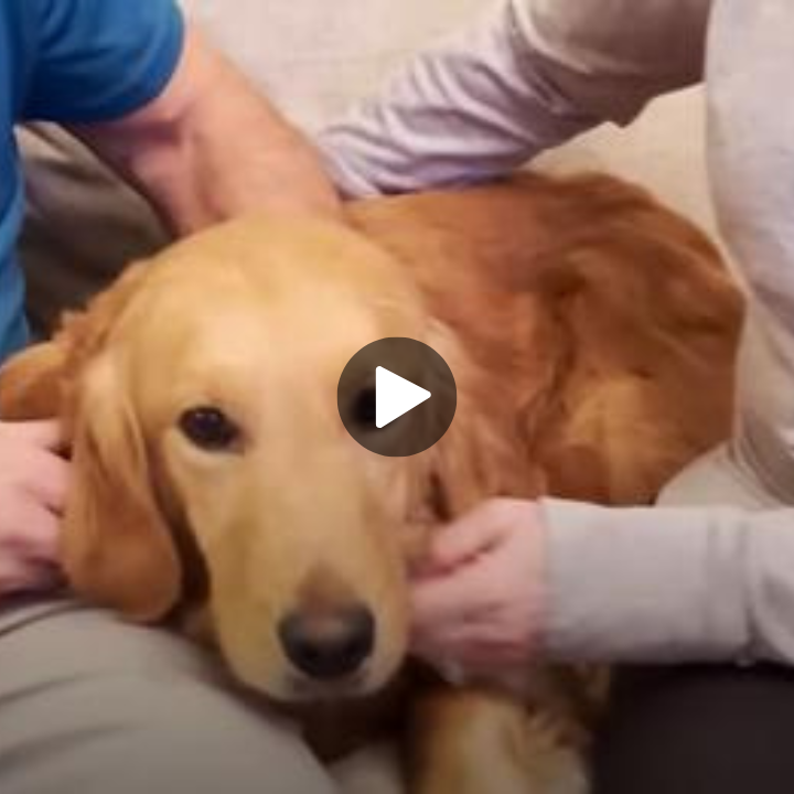 A Neglected Golden Retriever, Locked Up in a Yard for 8 Years, Finally Discovers True Love