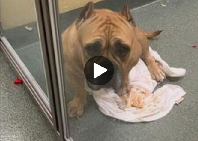 Abandoned Pup Fell into Depression After Parents Unexpectedly Surrendered Her to a Shelter