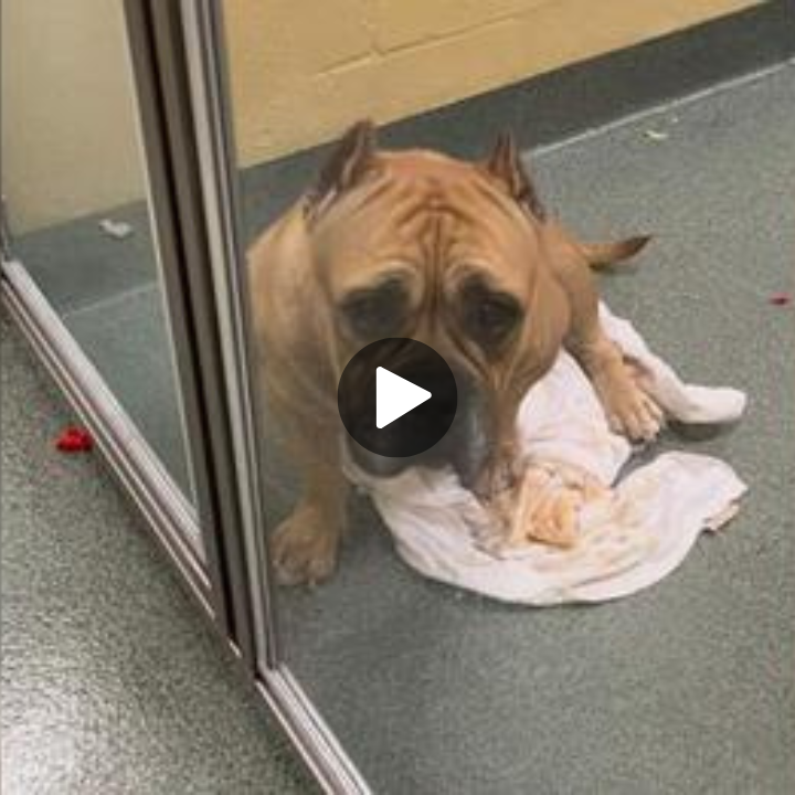 Abandoned Pup Fell into Depression After Parents Unexpectedly Surrendered Her to a Shelter