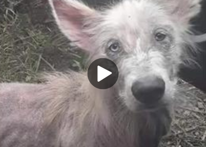 Starving and Abandoned Dog Approaches Truck Driver, Begging for Rescue