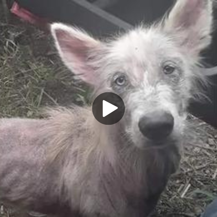 Starving and Abandoned Dog Approaches Truck Driver, Begging for Rescue