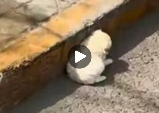 Man Driving on a Busy Road Spots a White Fluff Desperately Seeking Shelter from the Summer Sun