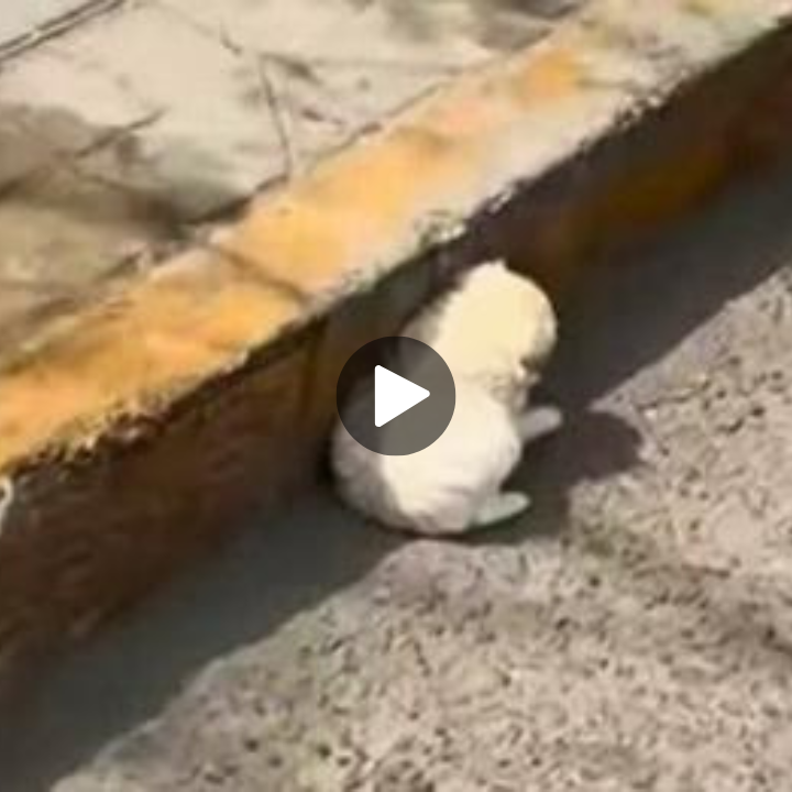 Man Driving on a Busy Road Spots a White Fluff Desperately Seeking Shelter from the Summer Sun