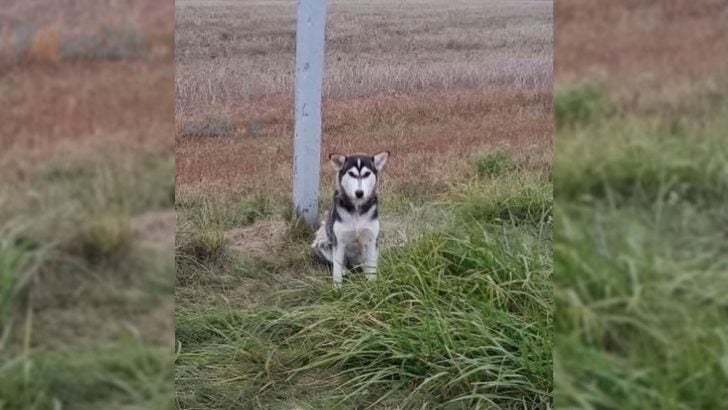 Dog Abandoned by the Road Watches Passing Cars, Hoping His Owner Will Return