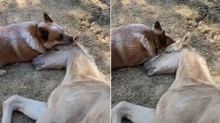 The Compassionate Dog Continued to Comfort the Foal Until He Overcame the Loss of His Mother