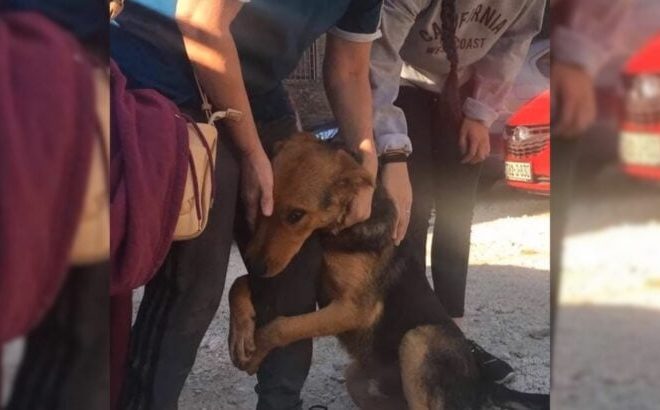 The Desperate Dog Clung Tightly to Passersby, Begging for Their Help