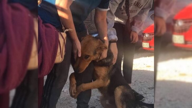 The Desperate Dog Clung Tightly to Passersby, Begging for Their Help