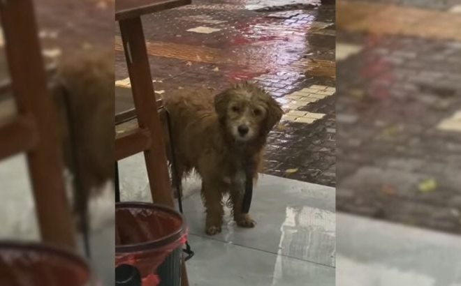 Tiny Stray Dog Waits Outside a Restaurant, Hoping for a Bite to Eat