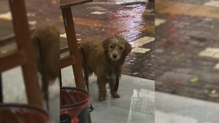 Tiny Stray Dog Waits Outside a Restaurant, Hoping for a Bite to Eat