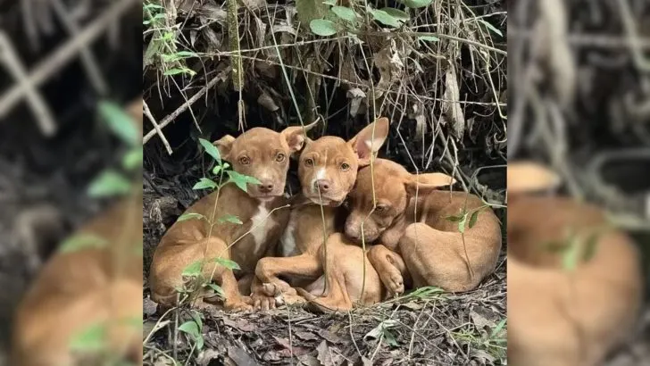 Rescuers Find and Save Three Abandoned Puppies Lost in the Forest