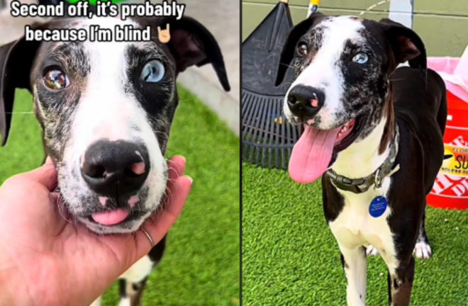 Blind Shelter Puppy Wonders Why His Brother Was Adopted Without Him, Longing for a Loving Home