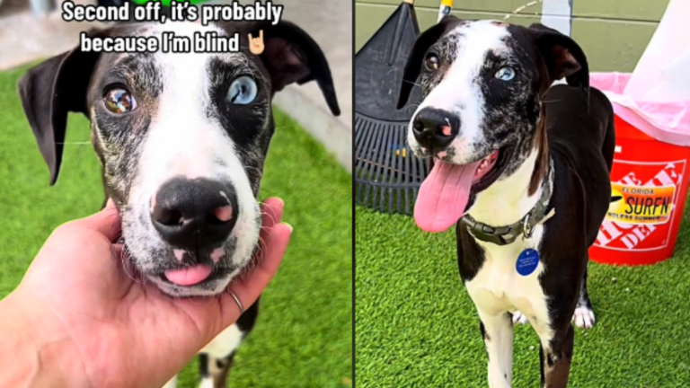 Blind Shelter Puppy Wonders Why His Brother Was Adopted Without Him, Longing for a Loving Home