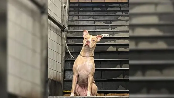 Woman Rushes to Rescue an Abandoned Dog Tied to a Pole at a Subway Station