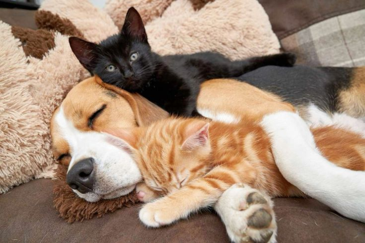 The Reluctant Beagle Becomes a Babysitter for Two Kittens, Forming an Unbreakable Bond of Love