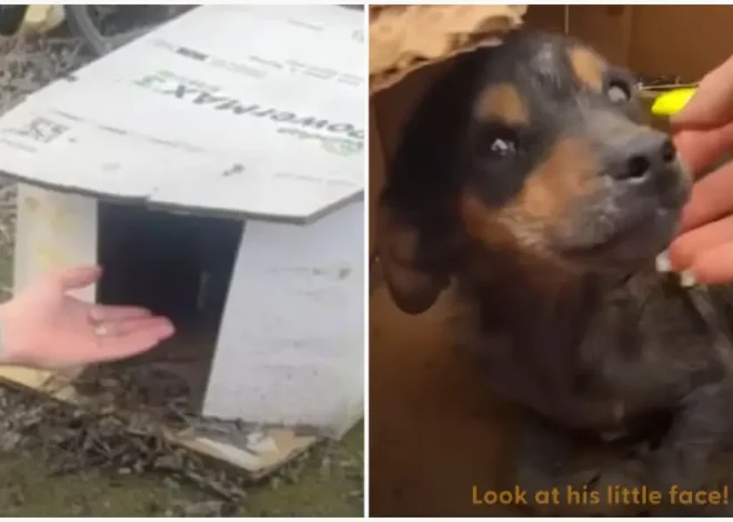 The puppy found in a wet cardboard box finally gets the bed of its dreams.