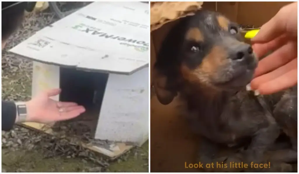 The puppy found in a wet cardboard box finally gets the bed of its dreams.