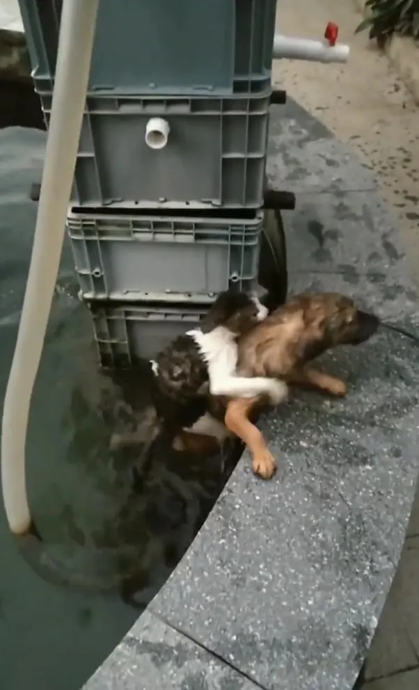 Brave Dog Leaps into Water to Rescue Drowning Cat