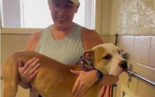 This Shelter Dog Hugs Everyone in Hopes of Finding a Home