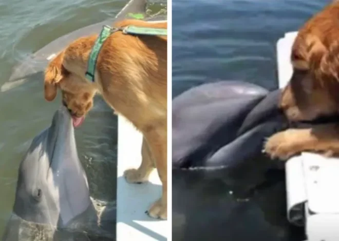 A Dolphin Awaits a Sweet Kiss from His Golden Retriever Friend, and Their Photo Goes Viral