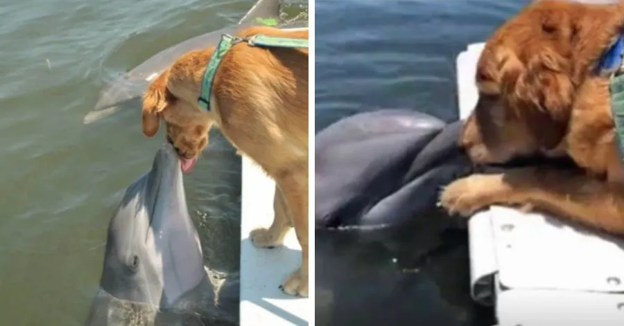 A Dolphin Awaits a Sweet Kiss from His Golden Retriever Friend, and Their Photo Goes Viral