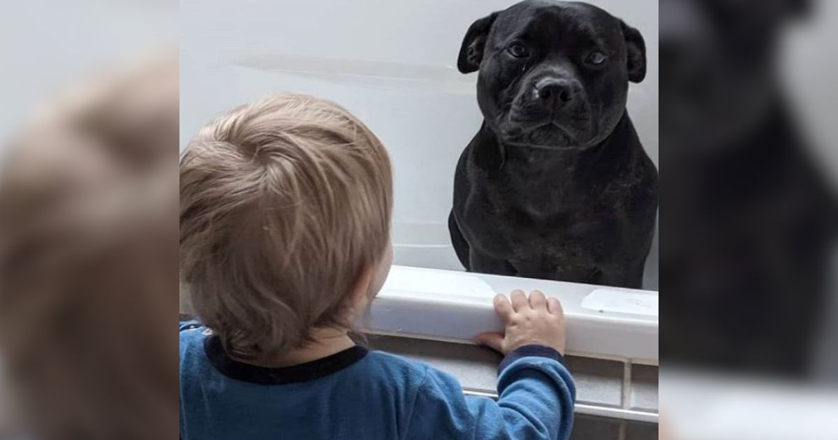 Dog That ‘Hates Baths’ Found Sneaking Into Neighbor’s House Every Night to Join Kids’ Bath Time