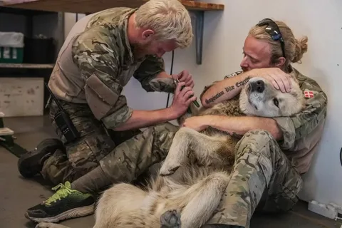 Amid the chaos of war, a soldier tenderly cares for his wounded dog companion, their unwavering loyalty and mutual devotion showcasing the resilience of the human-animal bond.