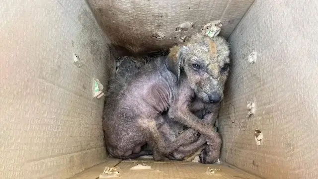 Desolate Abandonment: The Heart-Wrenching Pain of a Little Orphaned Dog in an Unforgiving, Loveless World.