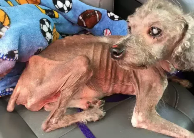 From Emaciation to Endurance: Thin Dog’s Inspirational Journey to Remember Eating After Days of Struggle