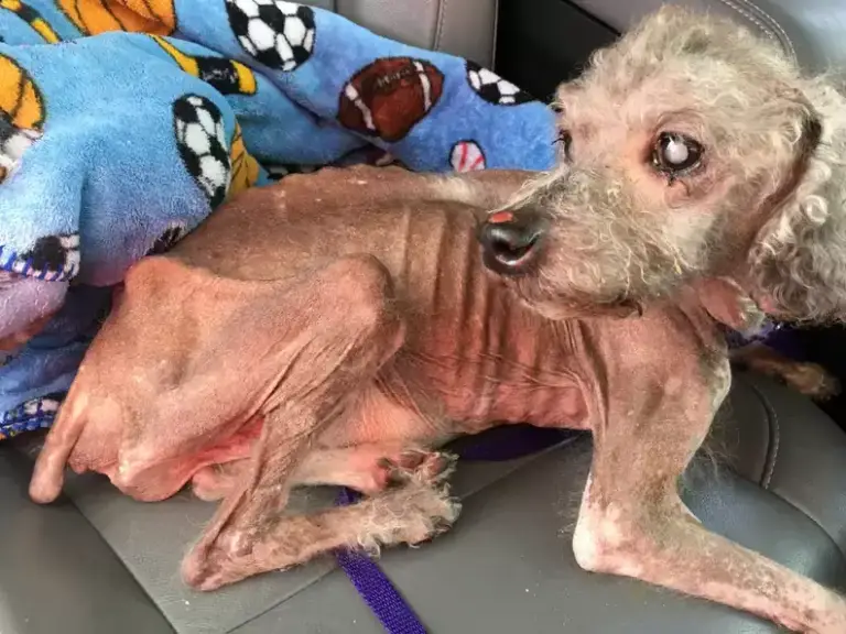 From Emaciation to Endurance: Thin Dog’s Inspirational Journey to Remember Eating After Days of Struggle