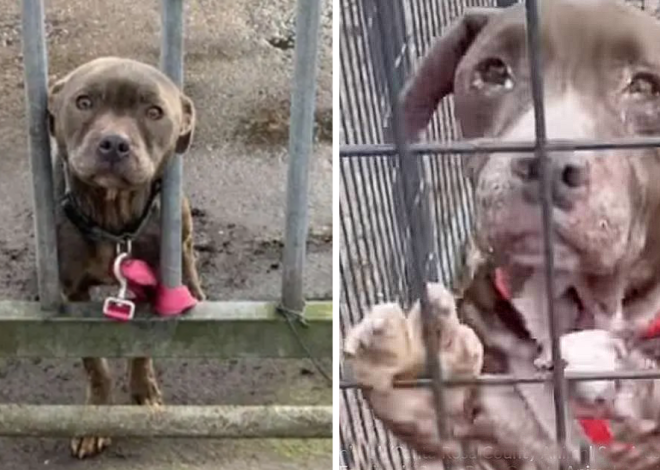 A solitary puppy waits by the gate, tied up and longing for a compassionate soul to come to its rescue.