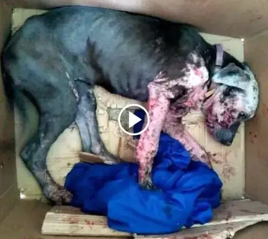 When They Opened the Box, They Feared the Worst for the Dog, but Love Worked a Miraculous Transformation