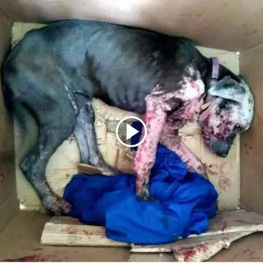 When They Opened the Box, They Feared the Worst for the Dog, but Love Worked a Miraculous Transformation