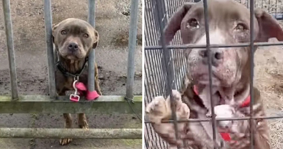 A solitary puppy waits by the gate, tied up and longing for a compassionate soul to come to its rescue.