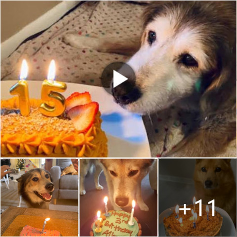 A Tear of Joy: Celebrating a Dog’s 15th Birthday