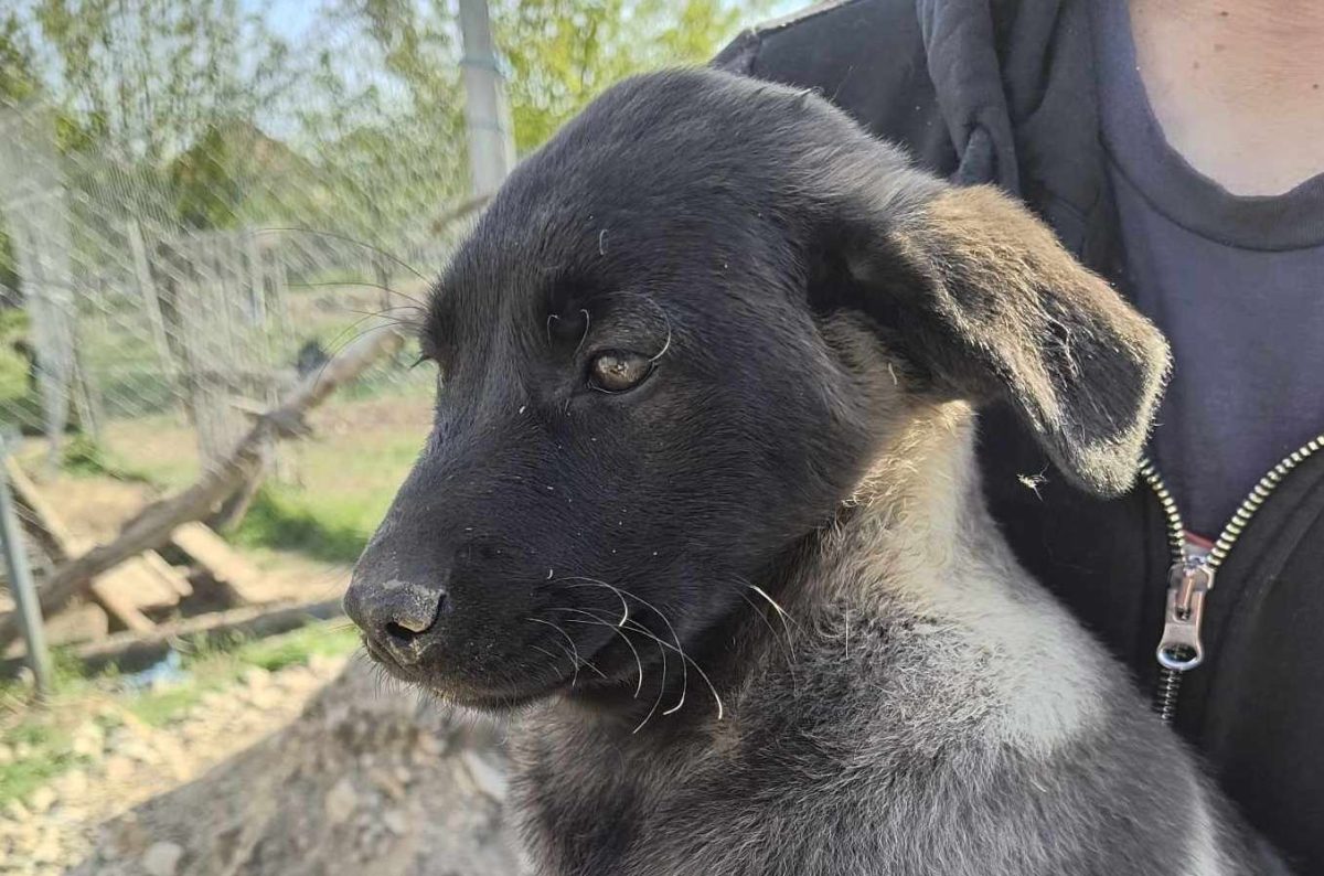 Rescue a 5 month old female Cross-Breed abandoned on the roadside