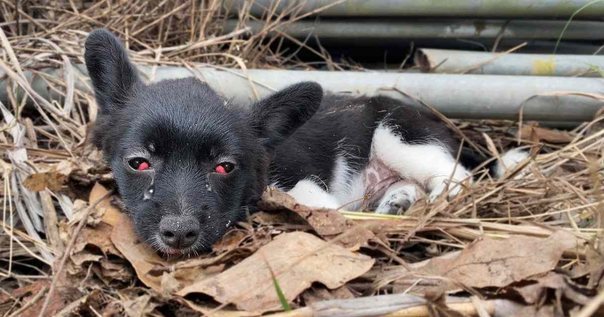 For days, the puppy’s heartbreaking cries went unnoticed by passersby until someone finally stepped in to help