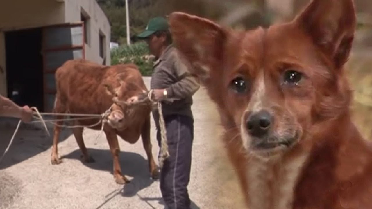 Heartwarming Reunion: Puppy and Adoptive Cow Mother Reunite in a Beautiful Moment