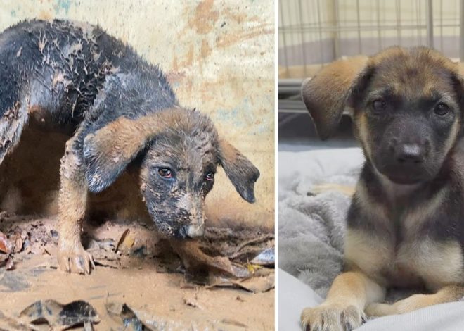 The mission to save a mistreated puppy, which whimpered when found, was fraught with tension.