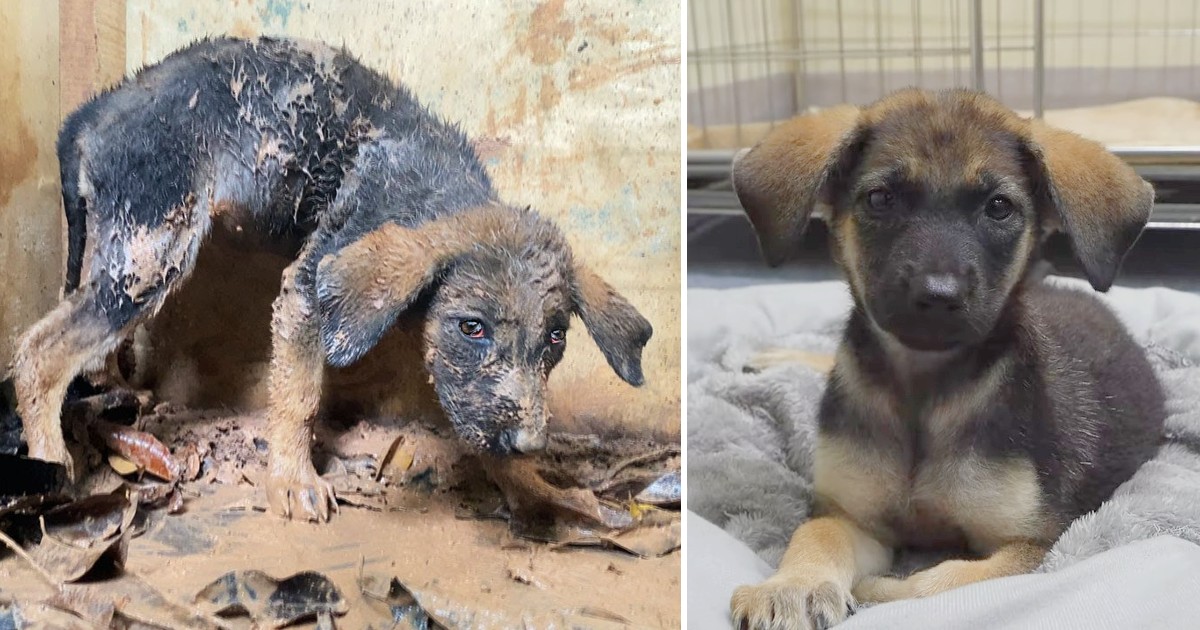 The mission to save a mistreated puppy, which whimpered when found, was fraught with tension.