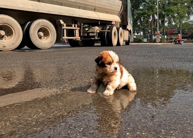 Homeless and Hungry: Discovered a Small Puppy Scavenging for Food on the Street