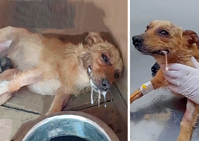 Even after being poisoned, a mother dog summons her last bit of strength to lift her head, desperately begging for help to save her puppies