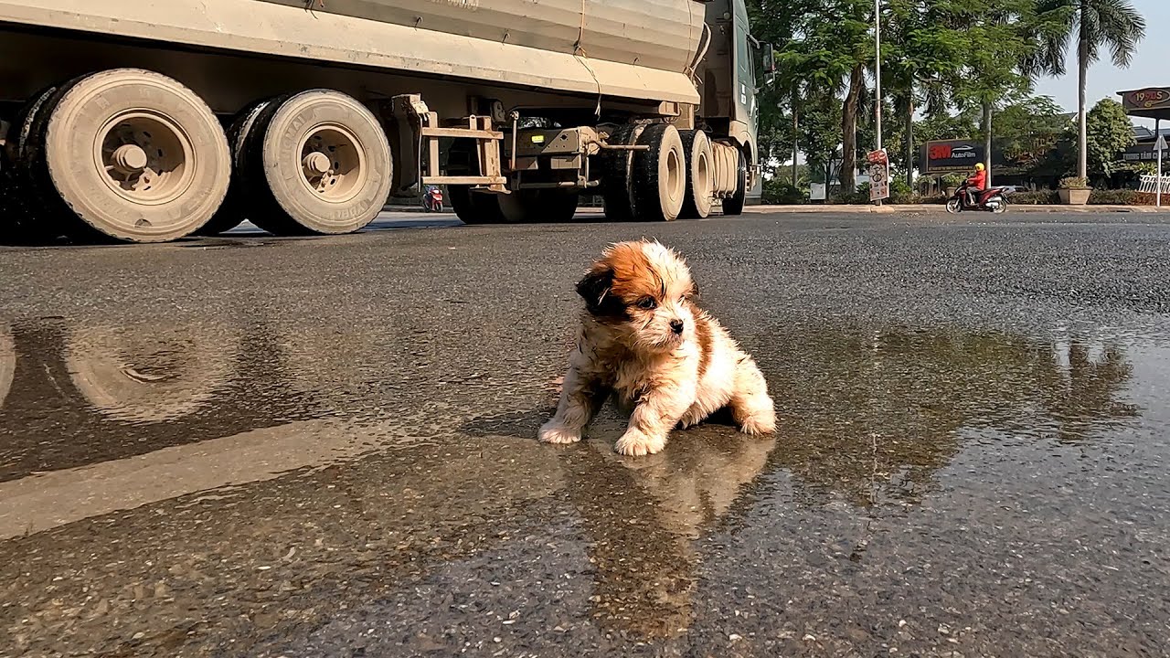 Homeless and Hungry: Discovered a Small Puppy Scavenging for Food on the Street