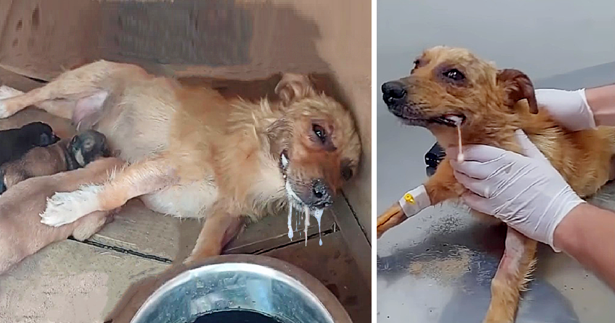 Even after being poisoned, a mother dog summons her last bit of strength to lift her head, desperately begging for help to save her puppies